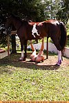 felt big horse fucking voyeur in